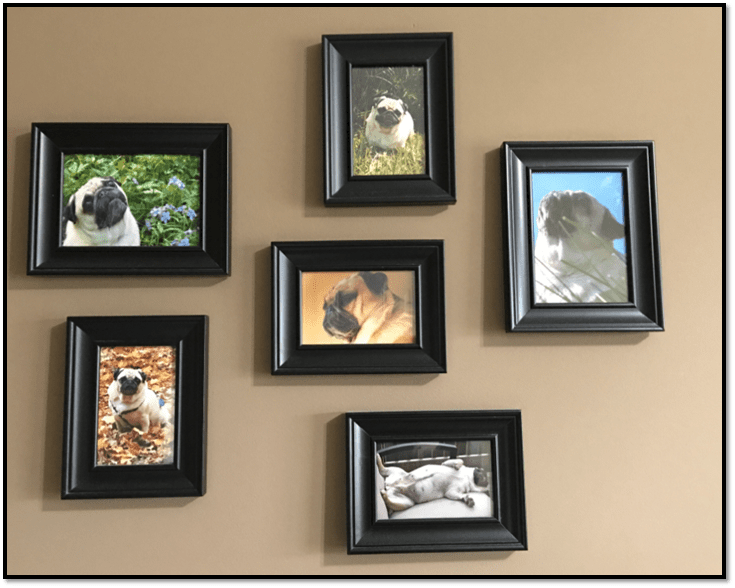 Photo collage pet pug Peanut Arden Zich
