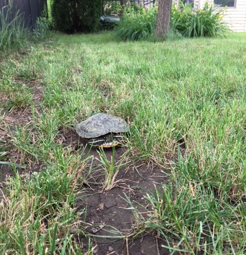 Turtle in back yard