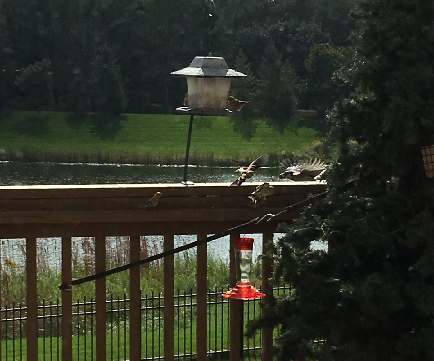 6 Goldfinch and a blue jay
