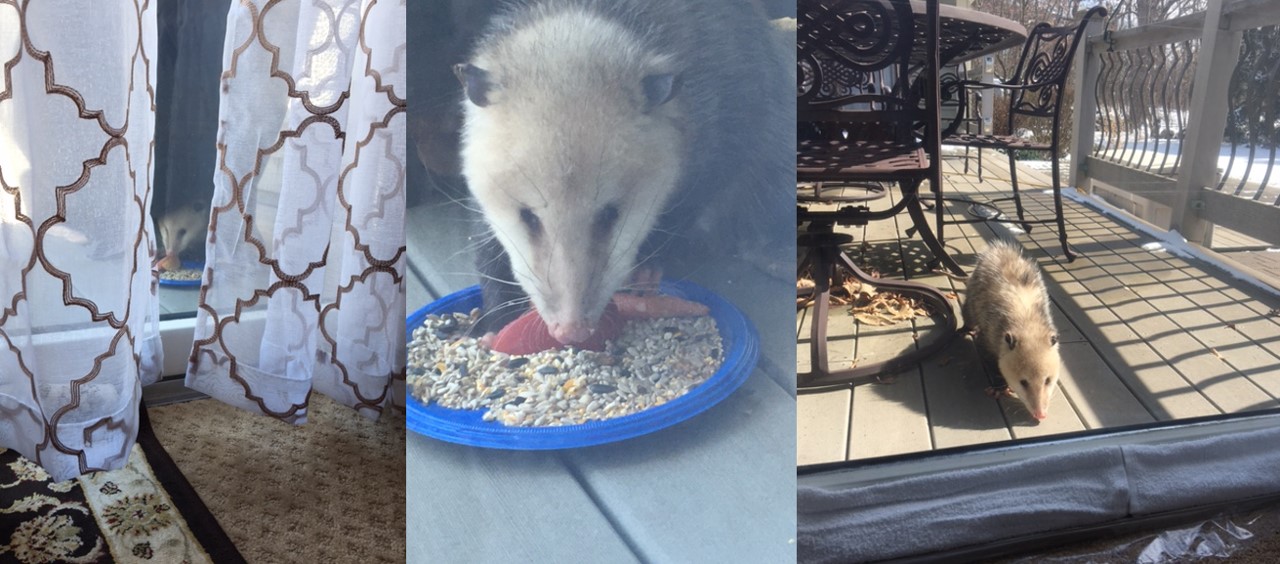 Opossum on deck during winter in day